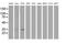 PAP-III antibody, MA5-25342, Invitrogen Antibodies, Western Blot image 