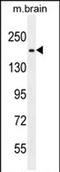 RB1 Inducible Coiled-Coil 1 antibody, PA5-71583, Invitrogen Antibodies, Western Blot image 