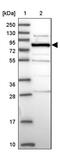 Hook Microtubule Tethering Protein 2 antibody, PA5-60400, Invitrogen Antibodies, Western Blot image 