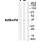 Na(+)/H(+) exchange regulatory cofactor NHE-RF2 antibody, PA5-50067, Invitrogen Antibodies, Western Blot image 