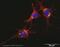 Trans-Golgi Network Protein 2 antibody, ab16059, Abcam, Immunocytochemistry image 