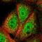TraB Domain Containing antibody, PA5-51460, Invitrogen Antibodies, Immunofluorescence image 