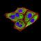 CD79a antibody, NBP2-61794, Novus Biologicals, Immunofluorescence image 