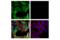 Transketolase antibody, 28755S, Cell Signaling Technology, Immunofluorescence image 