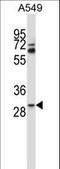 TatD DNase Domain Containing 1 antibody, LS-C161717, Lifespan Biosciences, Western Blot image 