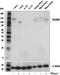Neural Cell Adhesion Molecule 2 antibody, 64422S, Cell Signaling Technology, Western Blot image 