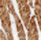 Transglutaminase 5 antibody, 6537, ProSci Inc, Immunohistochemistry frozen image 