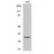 CTD Small Phosphatase 1 antibody, LS-C382939, Lifespan Biosciences, Western Blot image 