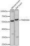 Transmembrane Protein 44 antibody, 16-326, ProSci, Western Blot image 