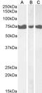 Muscleblind Like Splicing Regulator 1 antibody, 46-768, ProSci, Western Blot image 