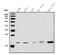 Down-Regulator Of Transcription 1 antibody, A02204-1, Boster Biological Technology, Western Blot image 