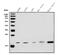 Protein Dr1 antibody, A02204-1, Boster Biological Technology, Western Blot image 