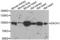Dachshund Family Transcription Factor 1 antibody, LS-C348981, Lifespan Biosciences, Western Blot image 