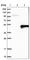 Actin Like 7B antibody, HPA021803, Atlas Antibodies, Western Blot image 