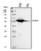 Aldehyde Dehydrogenase 3 Family Member A1 antibody, PA2074, Boster Biological Technology, Western Blot image 