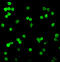 Serine/Threonine Kinase 17a antibody, A08436, Boster Biological Technology, Immunofluorescence image 