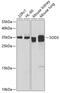 Superoxide Dismutase 3 antibody, GTX66490, GeneTex, Western Blot image 
