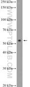 Serine/Threonine Kinase 38 antibody, 55335-1-AP, Proteintech Group, Western Blot image 