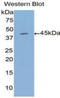 Annexin A1 antibody, LS-C304188, Lifespan Biosciences, Western Blot image 