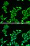 Cytochrome C Oxidase Subunit 5A antibody, LS-C334716, Lifespan Biosciences, Immunofluorescence image 