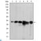 Survival Of Motor Neuron 2, Centromeric antibody, LS-C812777, Lifespan Biosciences, Western Blot image 