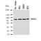 Prospero Homeobox 1 antibody, orb146723, Biorbyt, Western Blot image 