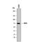 NADPH Oxidase 4 antibody, AF8158, R&D Systems, Western Blot image 