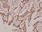 Guanylate cyclase soluble subunit beta-2 antibody, PA5-36523, Invitrogen Antibodies, Immunohistochemistry frozen image 