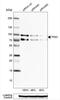 Transcription Factor Binding To IGHM Enhancer 3 antibody, NBP1-89976, Novus Biologicals, Western Blot image 