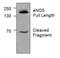 Nitric Oxide Synthase 3 antibody, GTX59730, GeneTex, Western Blot image 