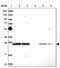 RNA Transcription, Translation And Transport Factor antibody, PA5-58944, Invitrogen Antibodies, Western Blot image 