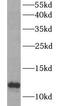 Macrophage Migration Inhibitory Factor antibody, FNab05187, FineTest, Western Blot image 