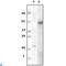 FOXP3 antibody, LS-C812607, Lifespan Biosciences, Western Blot image 