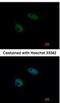 SNW Domain Containing 1 antibody, NBP1-31676, Novus Biologicals, Immunofluorescence image 