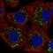 Coenzyme Q8B antibody, HPA028303, Atlas Antibodies, Immunocytochemistry image 