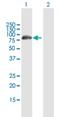 Decapping MRNA 1B antibody, H00196513-B01P, Novus Biologicals, Western Blot image 