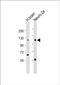 Neural EGFL Like 1 antibody, PA5-72257, Invitrogen Antibodies, Western Blot image 