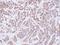 Peptidylprolyl Isomerase A antibody, NBP1-30993, Novus Biologicals, Immunohistochemistry frozen image 