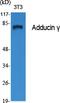 Adducin 3 antibody, A05046, Boster Biological Technology, Western Blot image 