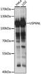 USP6 N-Terminal Like antibody, 16-219, ProSci, Western Blot image 