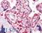 HIF1-alpha antibody, LS-C141170, Lifespan Biosciences, Immunohistochemistry frozen image 