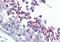Guanine Monophosphate Synthase antibody, orb89741, Biorbyt, Immunohistochemistry paraffin image 