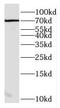 Ecto-NOX disulfide-thiol exchanger 2 antibody, FNab02771, FineTest, Western Blot image 