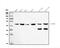 Suppressor Of Variegation 3-9 Homolog 2 antibody, A05361-2, Boster Biological Technology, Western Blot image 