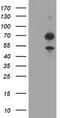 TRNA Methyltransferase 2 Homolog A antibody, TA505416, Origene, Western Blot image 