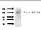 MTSS I-BAR Domain Containing 1 antibody, TA353344L, Origene, Western Blot image 