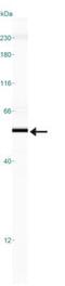 BAG family molecular chaperone regulator 1 antibody, NB100-56086, Novus Biologicals, Western Blot image 