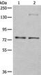 Cyclic AMP-dependent transcription factor ATF-6 beta antibody, PA5-67534, Invitrogen Antibodies, Western Blot image 