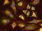 WD Repeat Domain 77 antibody, PA5-19806, Invitrogen Antibodies, Immunofluorescence image 