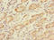 Protein Tob2 antibody, orb40225, Biorbyt, Immunohistochemistry paraffin image 